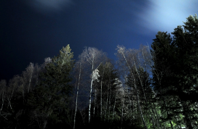 Alberi nella Notte