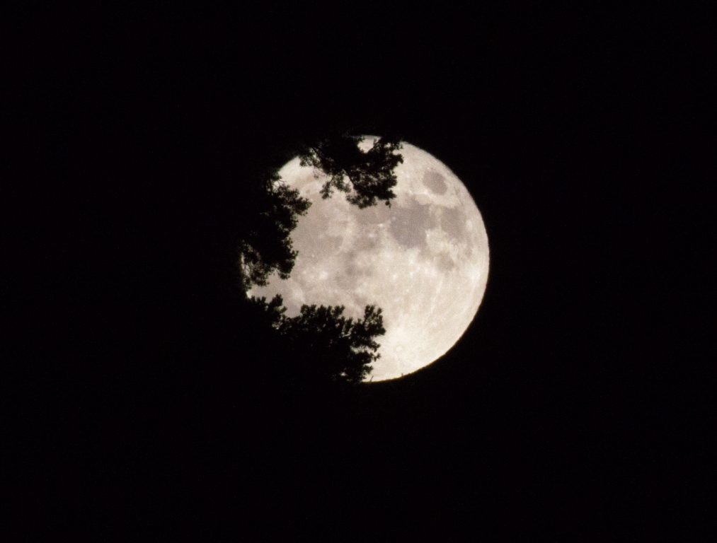 Fronde sulla Luna