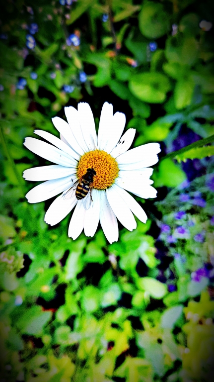 The bee and the daisy