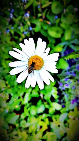 The bee and the daisy