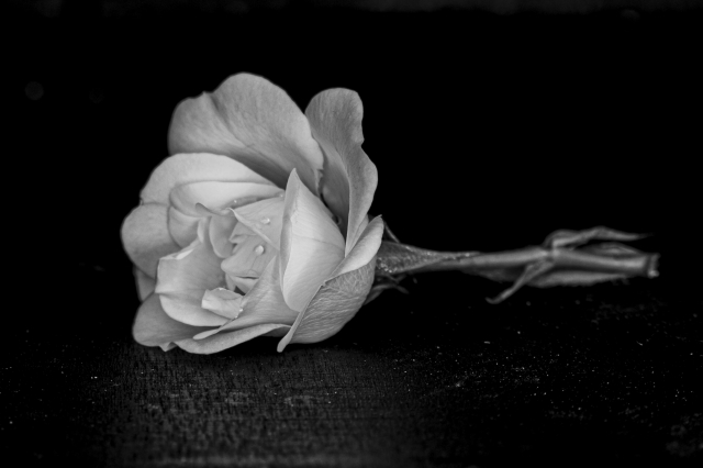 La Rosa che piange