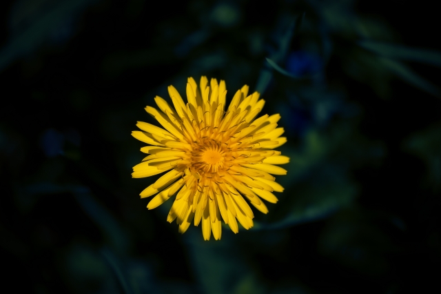 Giallo di Primavera, Dettaglio di un Tarassaco