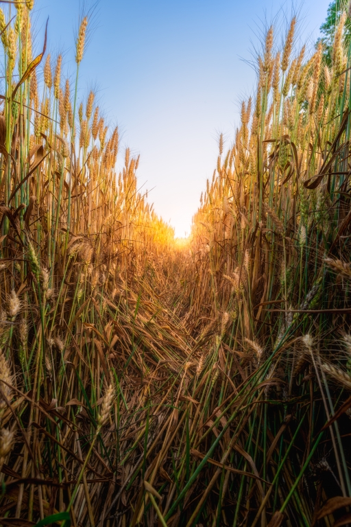 Nel Cuore del Campo Dorato