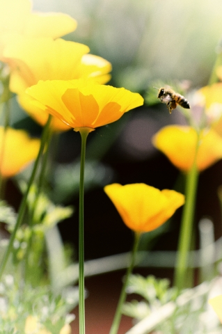 The Bee