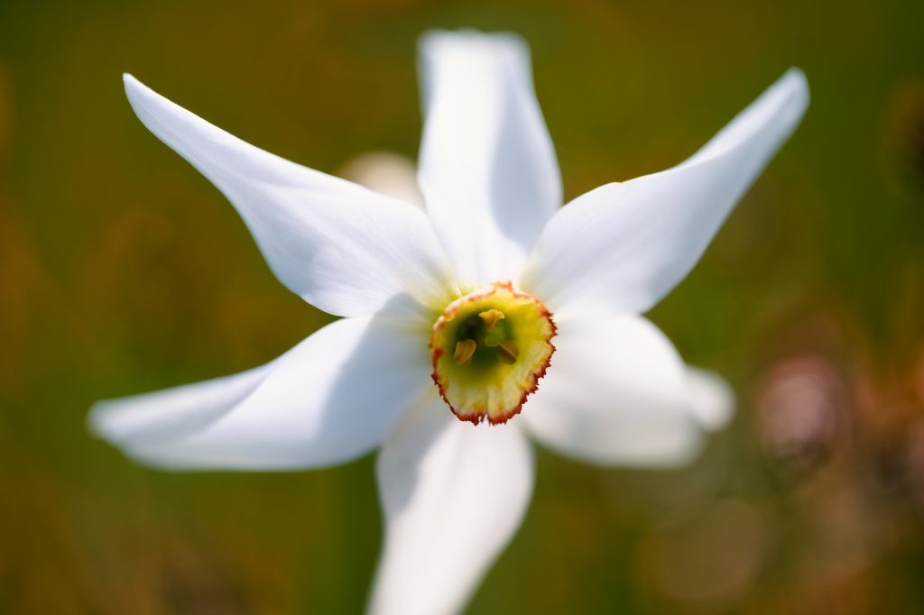 Fiore di Narciso in Macro – Fotografia Botanica Primaverile