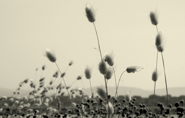 vegetazione sulle dune di Hyeres /Francia del Sud)a dek · graziellataibi