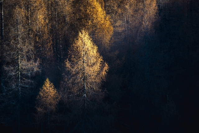 Larici d'autunno · directornico
