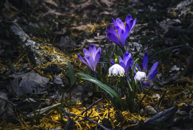 Primavera nel bosco