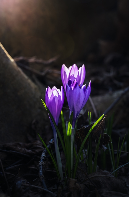 I tre crocus