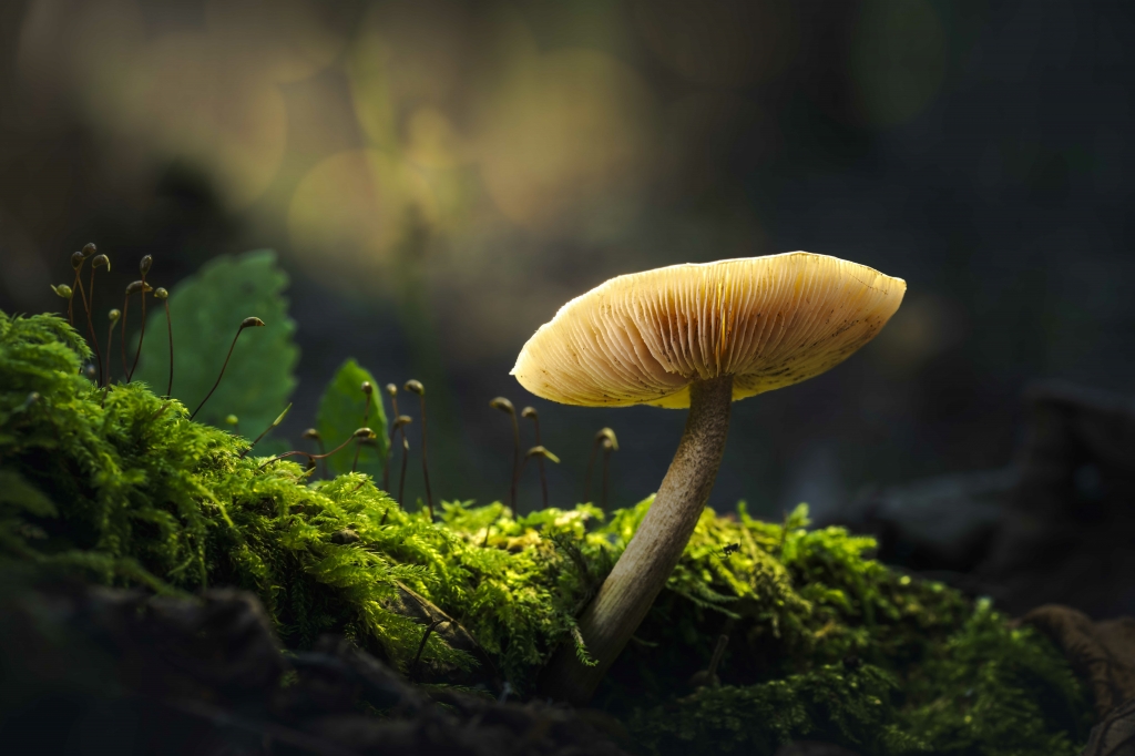 Fungo nel sottobosco