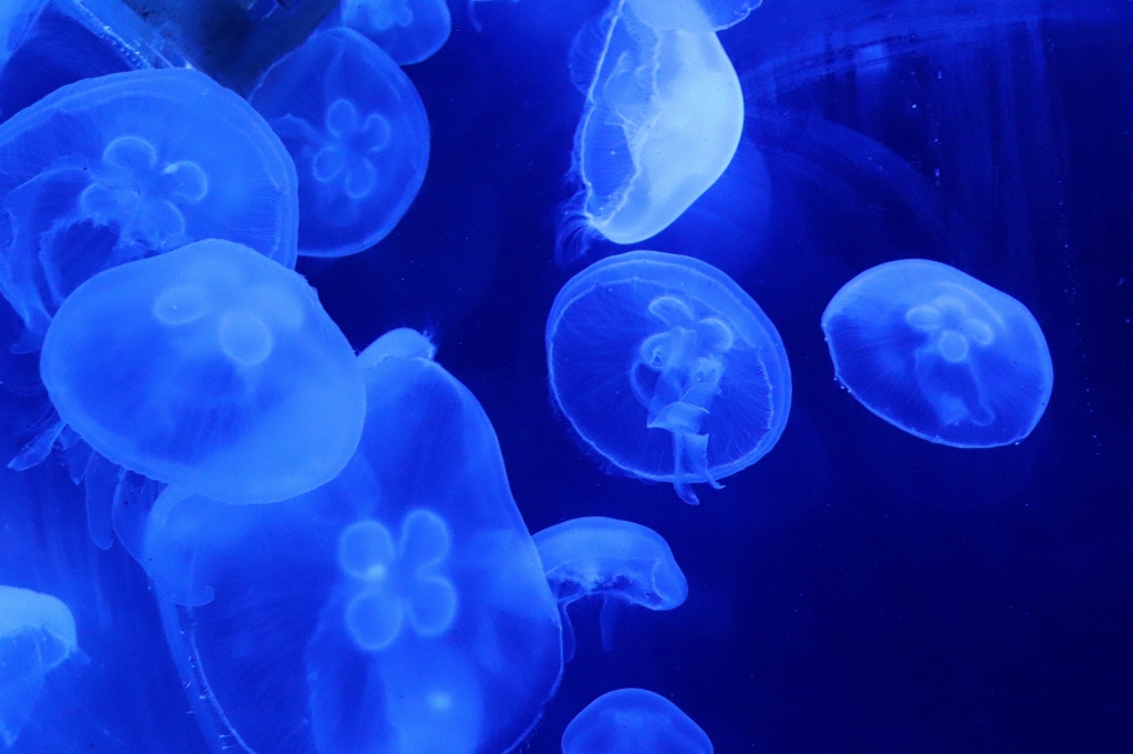 Danza nel blu profondo