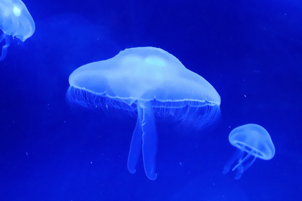 Sospese nel blu