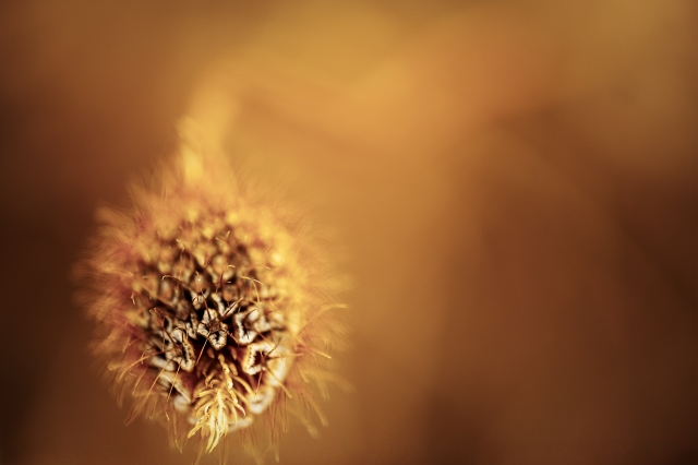 Semenza selvatica in macro – Fotografia artistica dai toni caldi