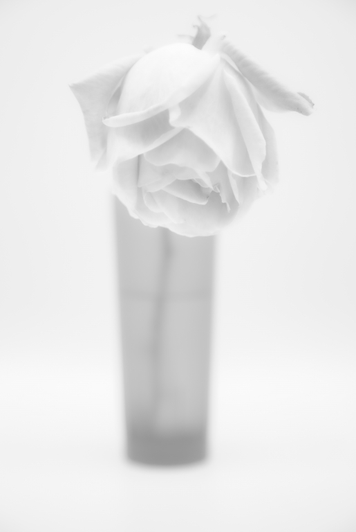 Rosa in fine art