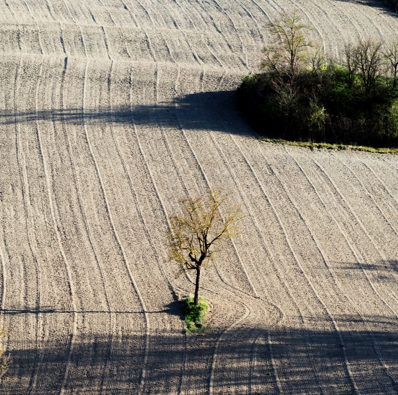 Albero solitario
