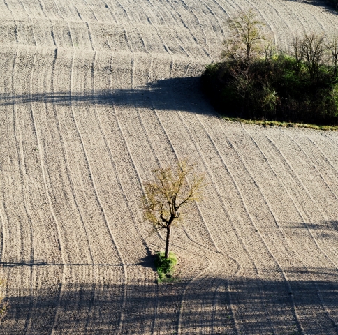 Albero solitario