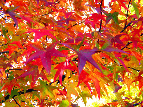 Leaves