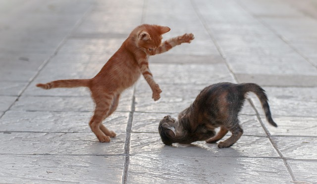 Clash