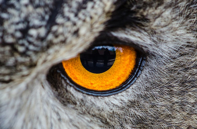 Eyes