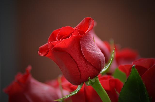 Delicacy