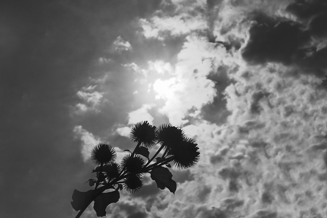 Gleams
