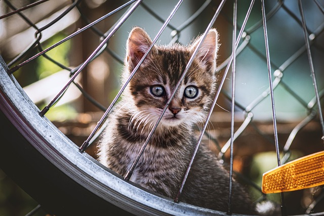 Wheel