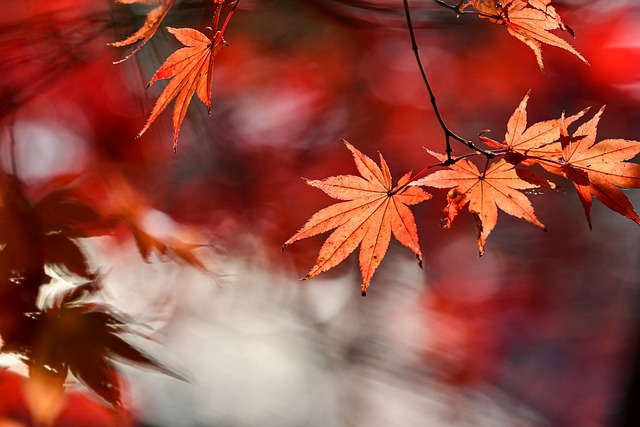 Leaves