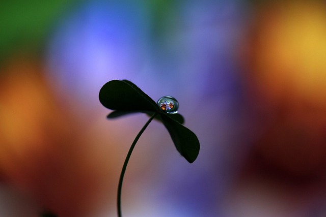 Drop