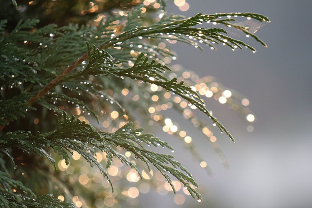 Light
