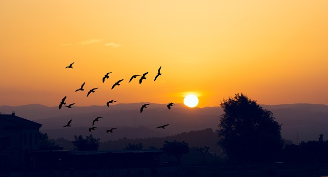 Awakening