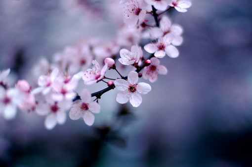 Spring